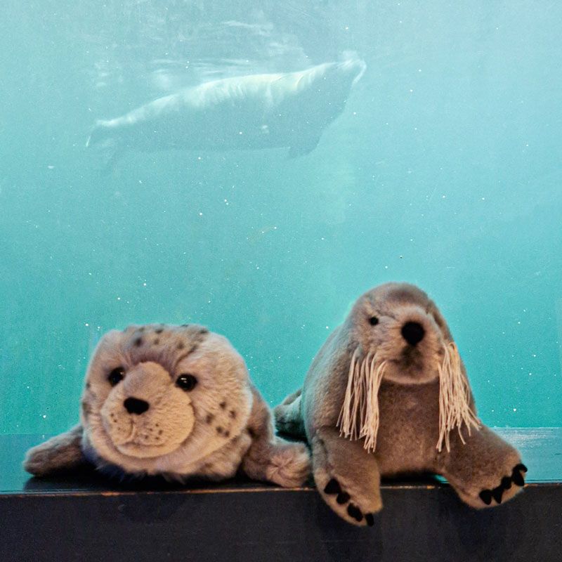 Polaria - Storkobben Bella